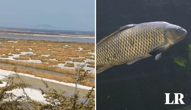 Especie africana impactaría negativamente en el ecosistema del lago Titicaca. Foto: La República