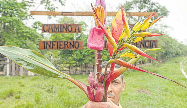 De diciembre a febrero se pueden ver flores de unas 22 variedades diferentes, escenario ideal para un circuito vivencial. Foto: Flor Ruiz - La República