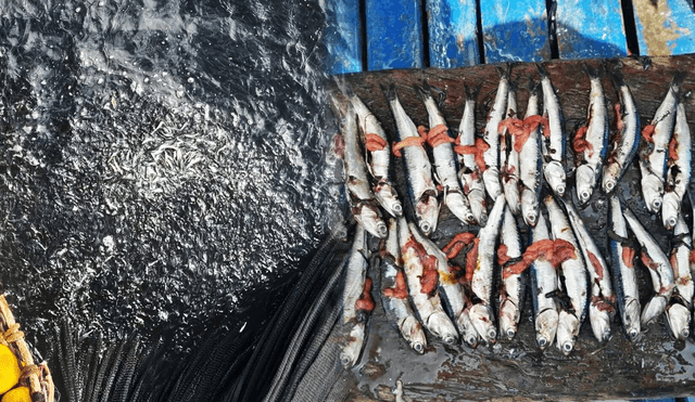 Durante pesca exploratoria se reportó concentración en más del 70% de anchovetas con tallas menores de las permitidas de captura (12 cm).  Foto: composiciónLR/Jazmín Ceras