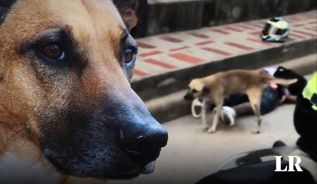 Fueron dos los detenidos, pero solo uno fue la víctima del perro. Foto: composición LR/referencial