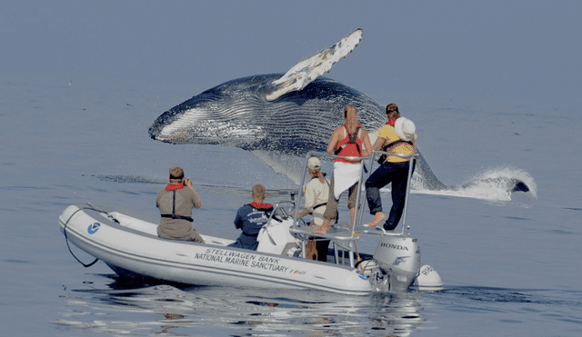 Expertos aseguran que se trataría de la primera comunicación con las ballenas jorobadas. Foto: referencial / NOAA