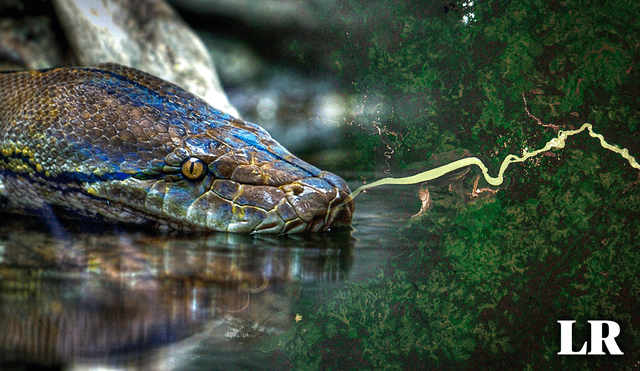 Los restos de esta serpiente prehistórica, llamada Titanoboa, fueron encontrados en Colombia. Foto: composición de Gerson Cardoso / La República