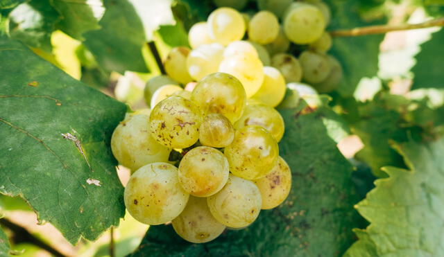 La región que más produce uva es Ica. Foto: Unsplash