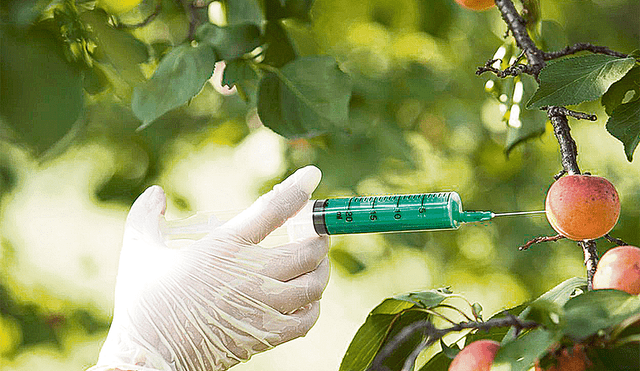 Biodiversidad. Monsanto es uno de los principales fabricantes de semillas OVM en el mundo. Foto: difusión