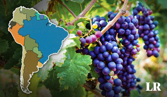 El primer productor de uvas del mundo es China. Foto: composición de Jazmín Ceras/LR