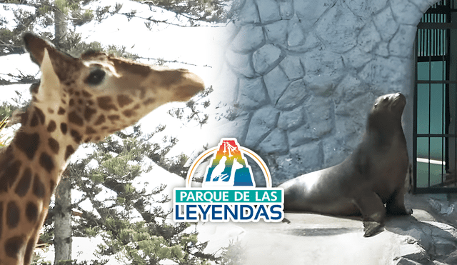 La jirafa y el lobo marino son de los animales más visitados en el Parque de las Leyendas. Foto: composición de Jazmín Ceras/La República