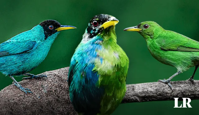 Esta ave suele presentar un solo color en todo su plumaje, si es macho o hembra. Foto: composición LR / difusión / John Murillo / Raúl Vega