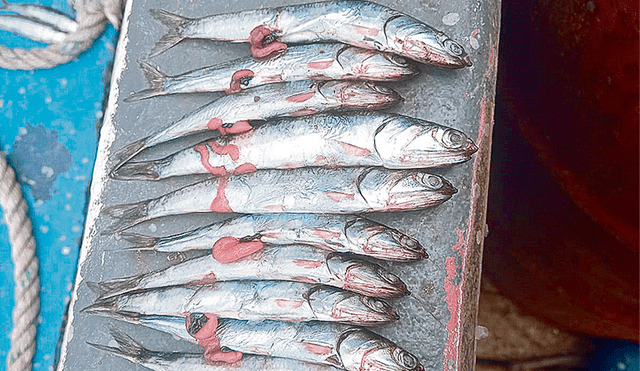 Anchoveta con huevera. Pescadores embarcados reportan que siguen capturando juveniles y recursos en pleno desove. Foto: difusión