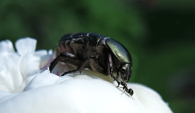Un escarabajo negro al costado de una hormiga. Foto: Pixabay