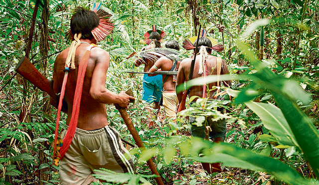 En riesgo. Los cuatro países demandan que el Perú cumpla con su compromiso de proteger los bosques y los derechos indígenas. Foto: difusión