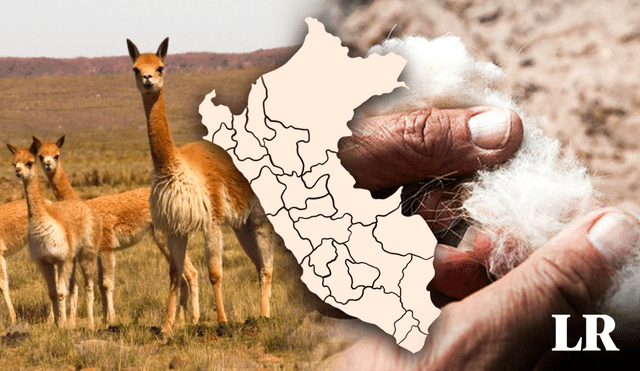 La vicuña es un animal emblemático del Perú, pero también está presente en otros países de Sudamérica. Foto: composición LR/Andina