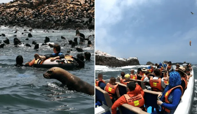 Nadar con lobos marinos en Islas Palomino está apto para todas las edades. Foto: composición LR/Civitatis/DeAventura