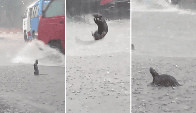 La rata enterneció a los usuarios por el brinco que dio mientras la lluvia caía. Foto: composición LR/TikTok/@rama.ska