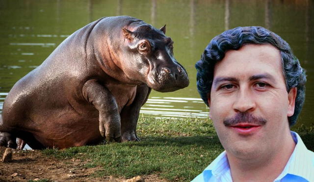 'Pepe', el hipopótamo perteneciente al narcotraficante Pablo Escobar, murió en 2009 a manos del Ejército colombiano. Foto: composición LR/QueVer/GrupoVerci