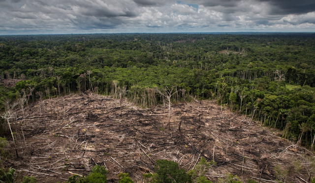 El cambio de uso de suelo es una de las principales causas de deforestación en el Perú. Foto: Diego Pérez / SPDA