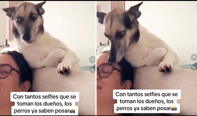 La perrita no dudó en mostrar su mejor ángulo fotográfico. Foto: composición LR/TikTok/@entretenimientocff