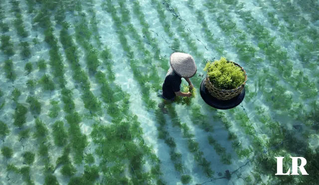 Las algas marinas podrían sobrevivir a los efectos del impacto de un asteroide o la erupción de un volcán. Foto: Food Unfolded
