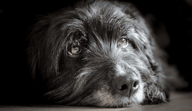 Una investigación estudió la longevidad de 155 razas de perro. Foto: Flickr