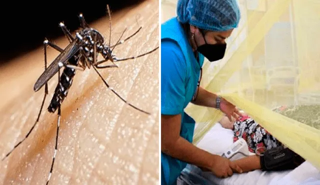 Según el último reporte del Minsa, ocho personas han fallecido por dengue. Foto: composiciónLR/Andina