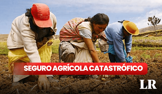 El seguro agrícola otorga 400 y 800 soles por hectárea. Foto: composición LR/Andina