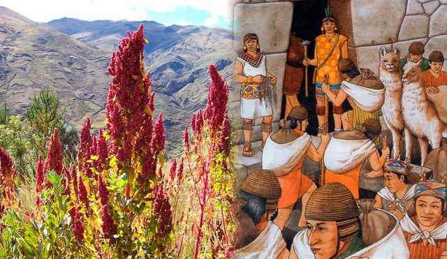 El alimento sagrado de los incas apareció por primera vez en Puno. Foto: composición LR/Andina