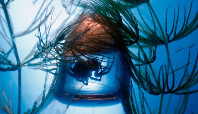 Para construir sus redes, las arañas buceadoras se ayudan de plantas submarinas. Foto: Minden Pictures / Alamy Stock Photo