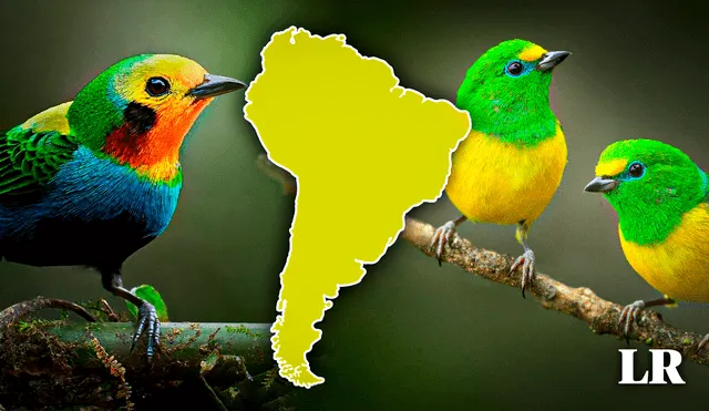Esta nación ubicada en Sudamérica cuenta con un registro de 1.968 especies, pero solo 1.869 han sido anotadas en el SACC. Foto: composición LR / PNGWing / BBCI