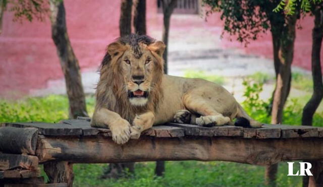 Ignorar las advertencias de los cuidadores del zoológico y entrar en el espacio de un león, como hizo la víctima con Dungarpur, resultó en consecuencias trágicas. Foto: @svzootirupati/Instagram. Video: