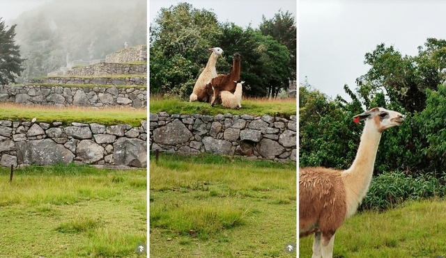 Las imágenes de las llamas en Machu Picchu generaron miles de sonrisas en redes sociales. Foto: composición LR/TikTok/@guia_daniel