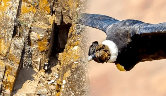 En el nido se observó un cóndor adulto alimentando a su cría. Foto: composición LR/Jazmin Ceras