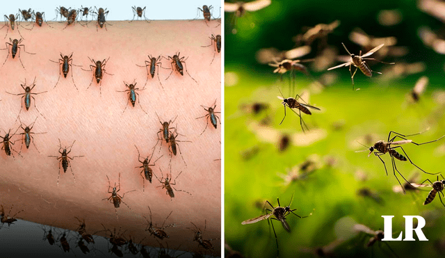 Ciertas condiciones, como sequías prolongadas, favorecen la acumulación de huevos de mosquitos, advierten especialistas. Foto: composición LR