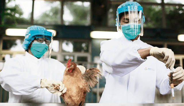 Alerta. Virus es muy contagioso y por ello se ha aislado la granja de gallinas donde se detectó el brote de gripe aviar. Foto: difusión