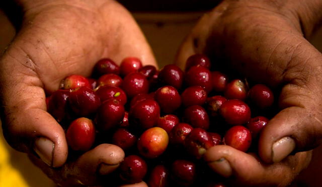 En 2023 se lograron cosechar 251.000 toneladas de café. Foto: PNUD