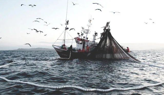 Pesca industrial. Foto: pescare.com