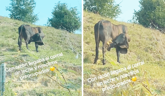 Usuarios en TikTok se preguntaron por qué la vaca se tomaba su propia leche. Foto: composición LR/TikTok/@Anderson.perdomo2