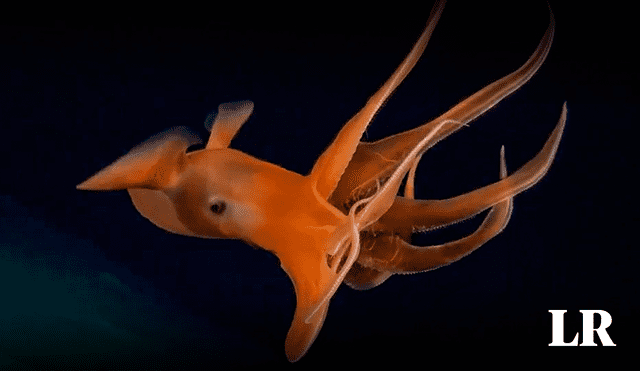 Investigadores recolectaron imágenes y muestras a más de 3000 metros bajo el mar. Foto: SOI