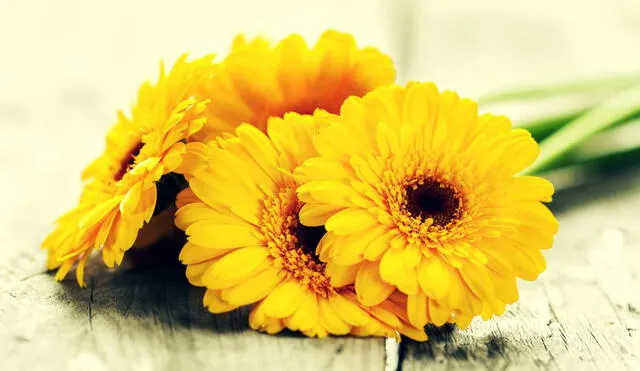 Las flores amarillas representan la luz y la calidez que se quieren transmitir a los seres queridos. Foto: Freepik