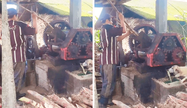 El perrito sin ningún temor se paró sobre la máquina para beber el jugo de caña. Foto: composición LR/@xavi.pintado97/TikTok