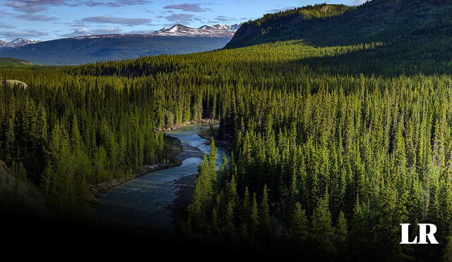 El bosque boreal comprende países como Canadá y Rusia, por ello, su clima es variado. Foto: NASA