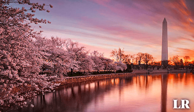 Los Cherry Blossoms que existen en Washington tienen una historia ligada a Japón. Foto: composición LR/muze
