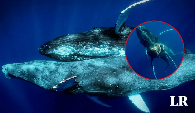 Las imágenes de las dos ballenas machos copulando datan del 2022 y recién fueron reveladas en un artículo de investigación. Foto: Composición LR Jazmín Ceras/La Vanguardia