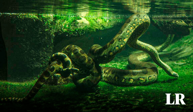 La anaconda es un gran depredador pero no es venenosa. Foto: Shutterstock