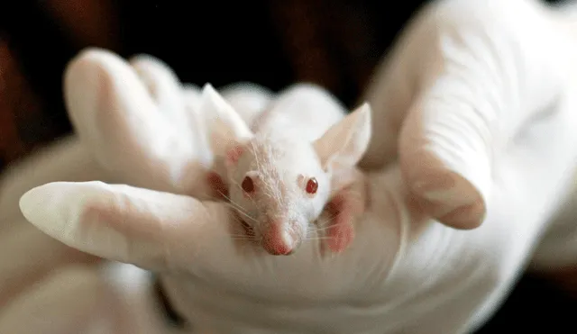 El experimento fue acusado de la ausencia de ética con los animales. Foto: Pexels