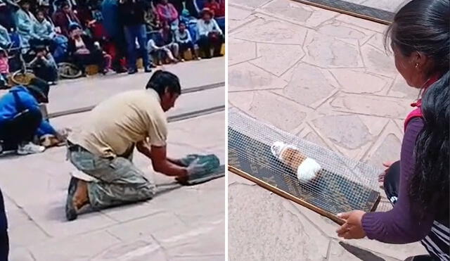 Carrera de cuyes es viral en redes. Foto: composición LR/@_flordaza3/TikTok