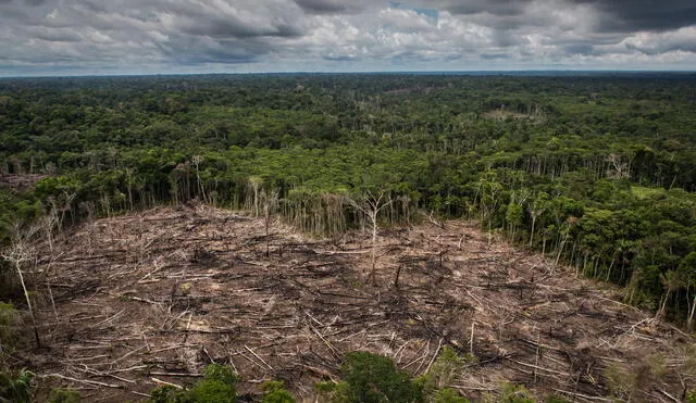 Alertan que la modificada Ley Forestal tendrá graves impactos en la biodiversidad amazónica.