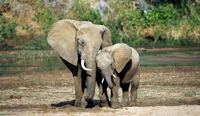 Elefantes asiáticos entierran a sus crías, se sabe que 20.000 elefantes mueren anualmente.