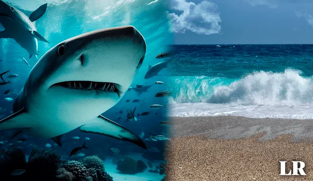 Florida presentó la mayor cantidad de ataques de tiburones durante el 2023. Foto: Composición LR/Pixabay