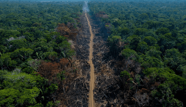 El 60% de bosques tropicales del mundo se encuentra en América del Sur. Foto: Michael Dantas / FotoDoc