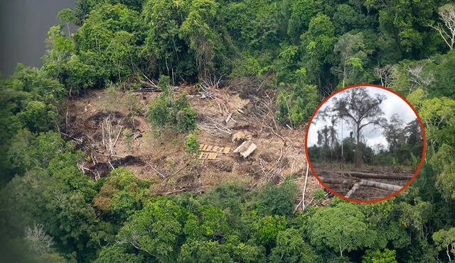 Casi 3 millones de hectáreas de bosques han desaparecido en el Perú. Foto: composición LR/FCDS