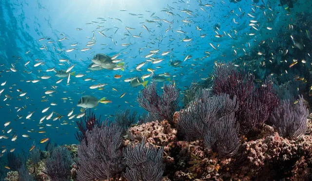 Vida marina, los peces más exóticos habitan en esta parte del mundo. Foto: AFP